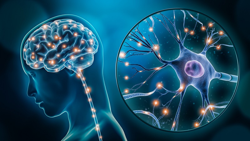 Сравнение искусственной нейронной сети с человеческим мозгом
